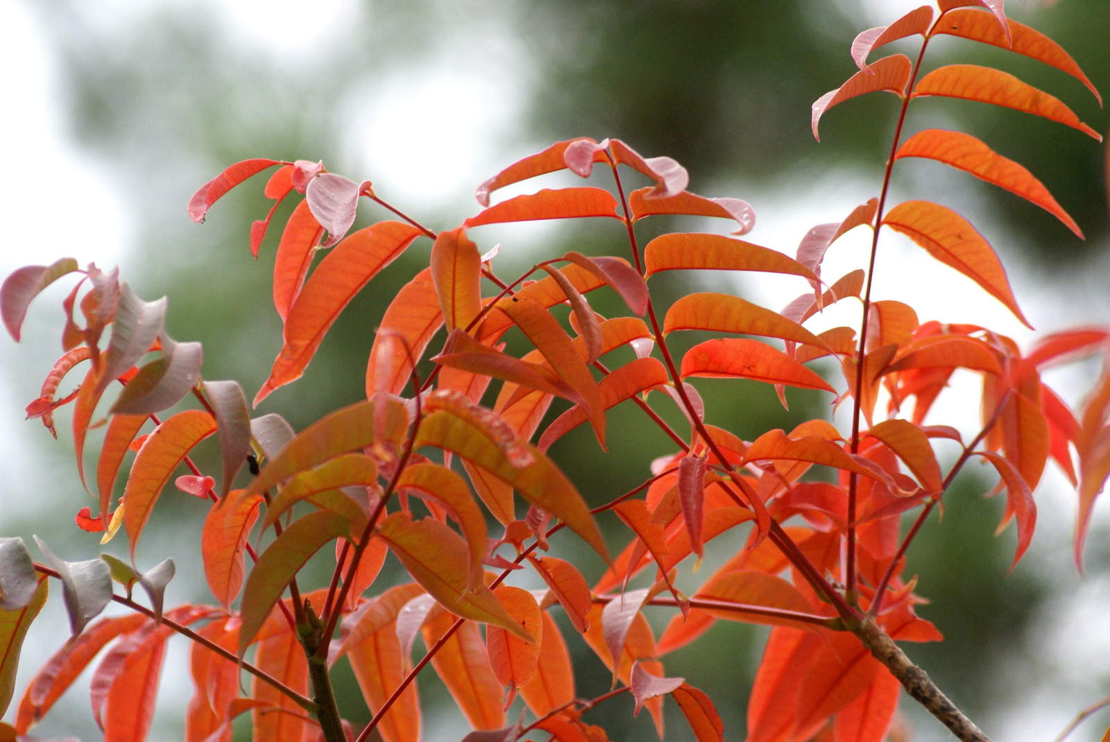 紅葉の季節です