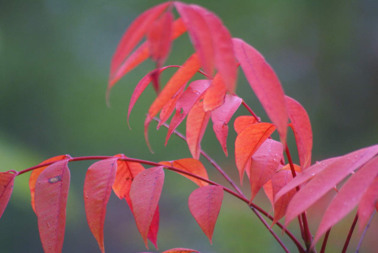 紅葉に季節になりました。