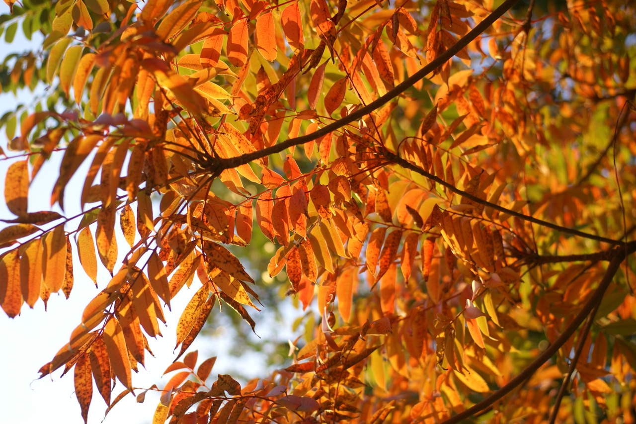 紅葉の季節です。