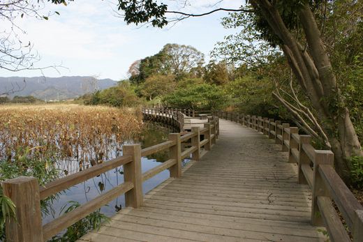 トンボや水生植物の観察デッキ